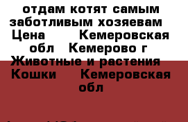 отдам котят самым заботливым хозяевам › Цена ­ 1 - Кемеровская обл., Кемерово г. Животные и растения » Кошки   . Кемеровская обл.